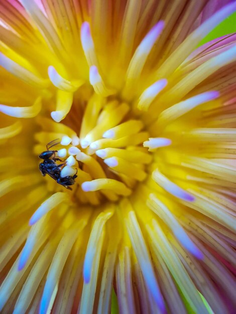 Foto close-up van een insect op een gele bloem