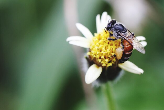 Foto close-up van een insect op een gele bloem