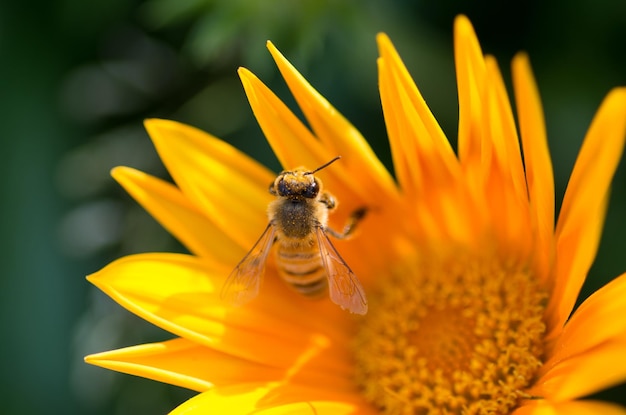 Close-up van een insect op een gele bloem