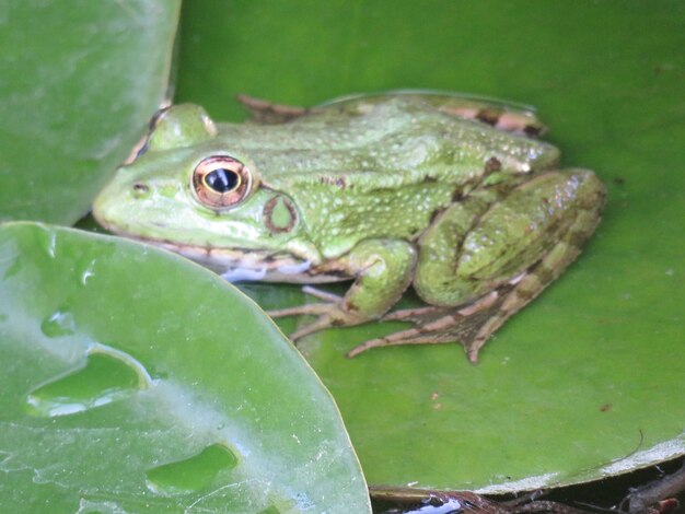 Foto close-up van een insect op een groen blad