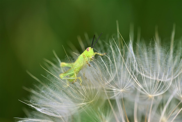 Foto close-up van een insect op een groen blad