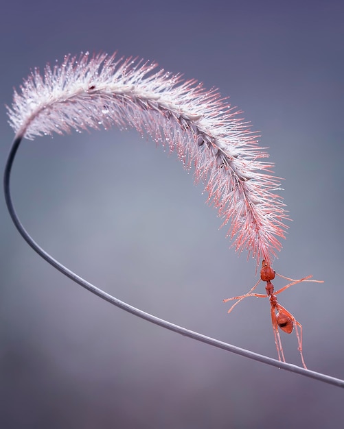 Foto close-up van een insect op een natte plant