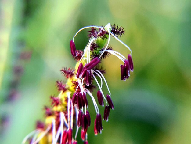 Foto close-up van een insect op een paarse bloeiende plant