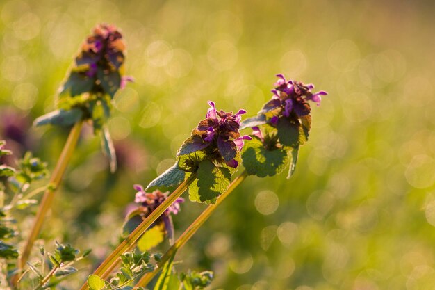 Foto close-up van een insect op een paarse bloeiende plant