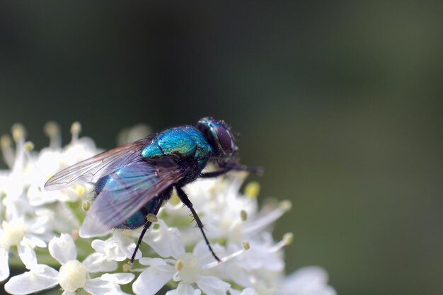 Foto close-up van een insect op een paarse bloem