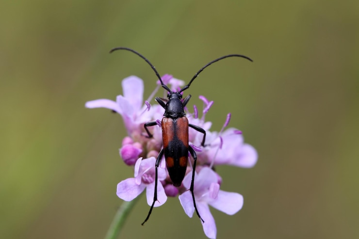 Foto close-up van een insect op een paarse bloem