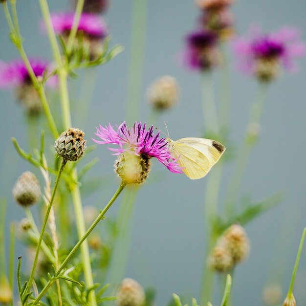 Foto close-up van een insect op een paarse bloem