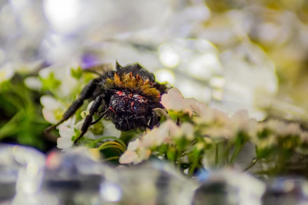 Foto close-up van een insect op een paarse bloem