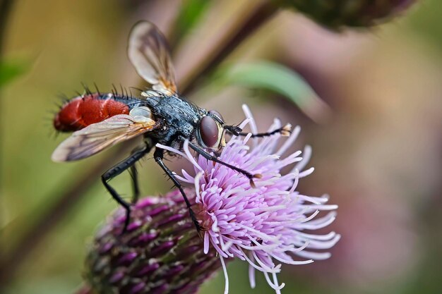 Foto close-up van een insect op een paarse bloem