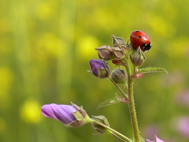 Foto close-up van een insect op een paarse bloem