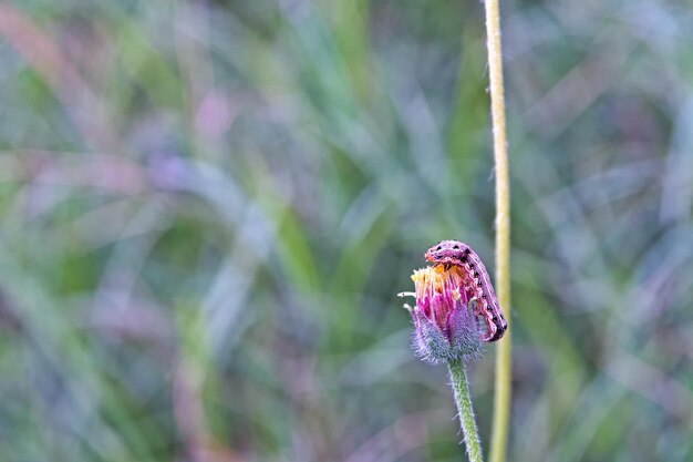 Foto close-up van een insect op een paarse bloem