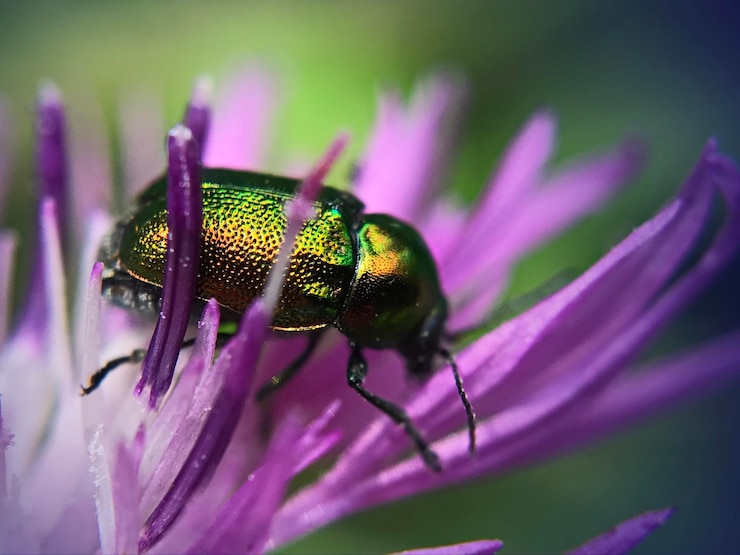 Foto close-up van een insect op een paarse bloem