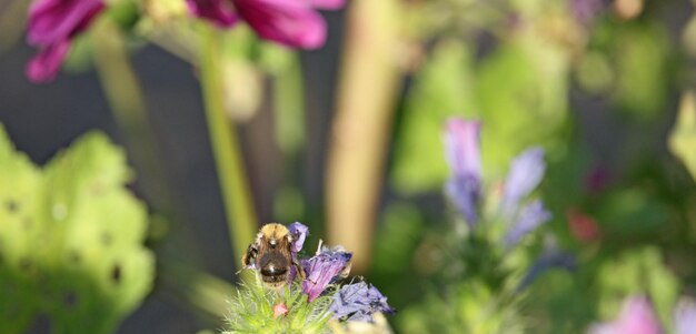 Foto close-up van een insect op een paarse bloem