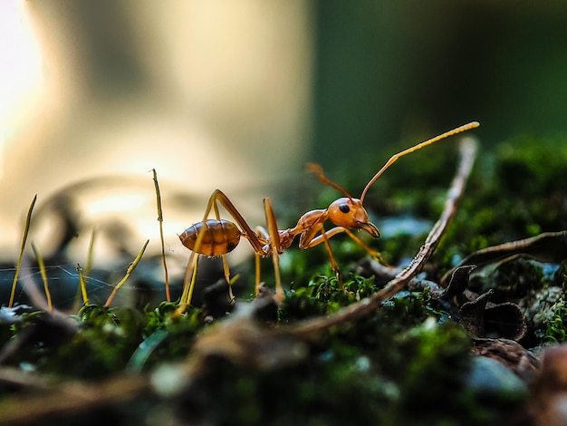 Close-up van een insect op een plant op het veld