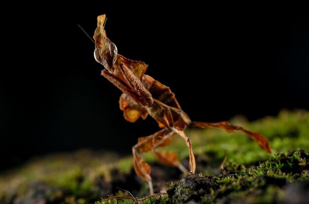 Foto close-up van een insect op een plant's nachts