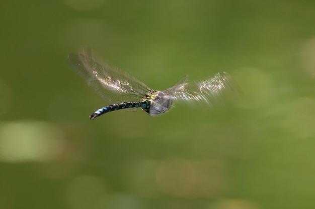 Foto close-up van een insect op een plant