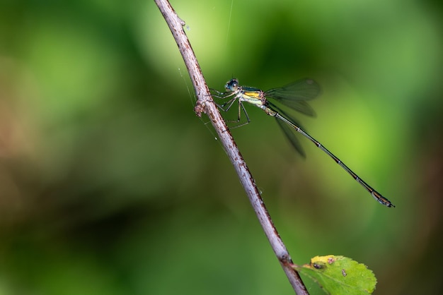 Foto close-up van een insect op een plant