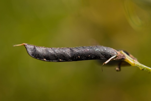 Foto close-up van een insect op een plant