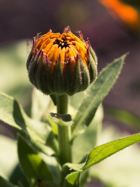 Close-up van een insect op een plant