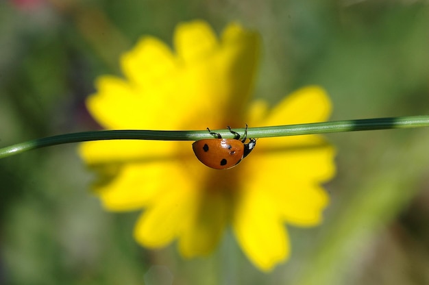 Foto close-up van een insect op een plant