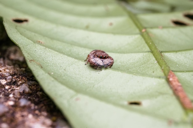 Close-up van een insect op een plant