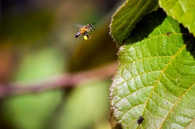 Close-up van een insect op een plant