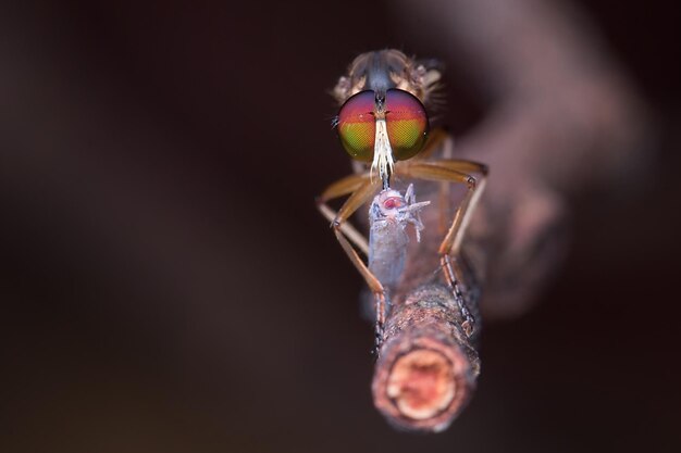 Foto close-up van een insect op een plant