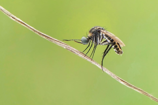 Close-up van een insect op een plant