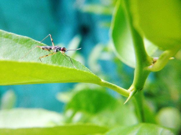 Close-up van een insect op een plant