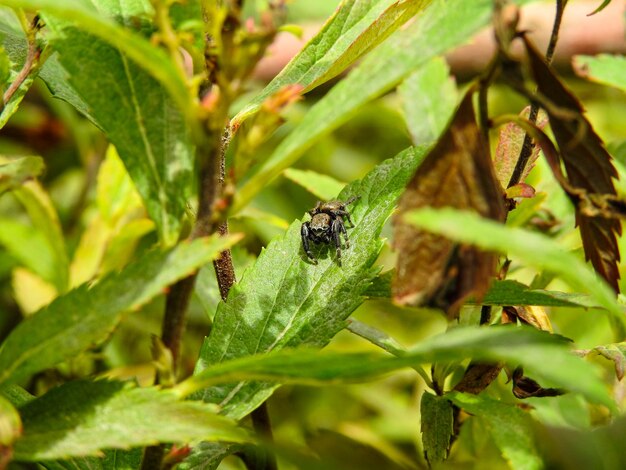 Foto close-up van een insect op een plant