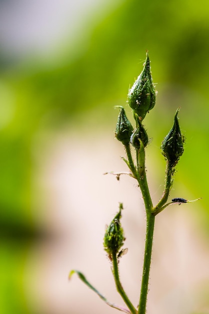 Foto close-up van een insect op een plant