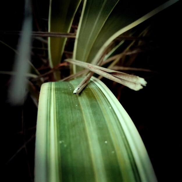 Foto close-up van een insect op een plant