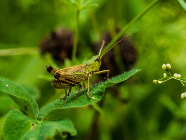 Close-up van een insect op een plant