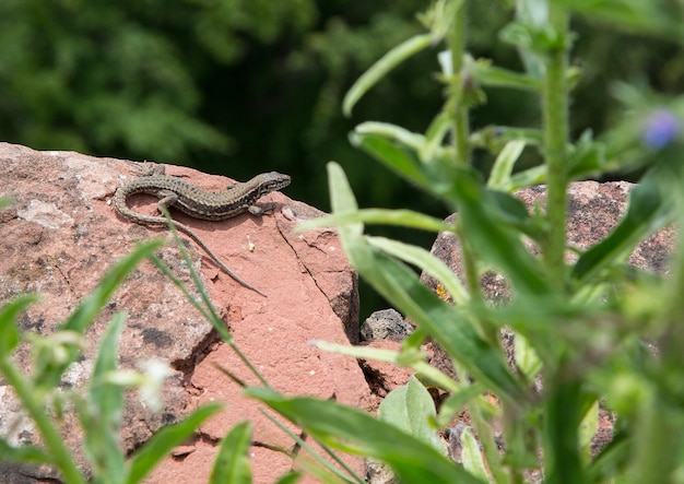 Foto close-up van een insect op een plant