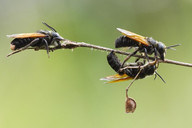 Foto close-up van een insect op een plant