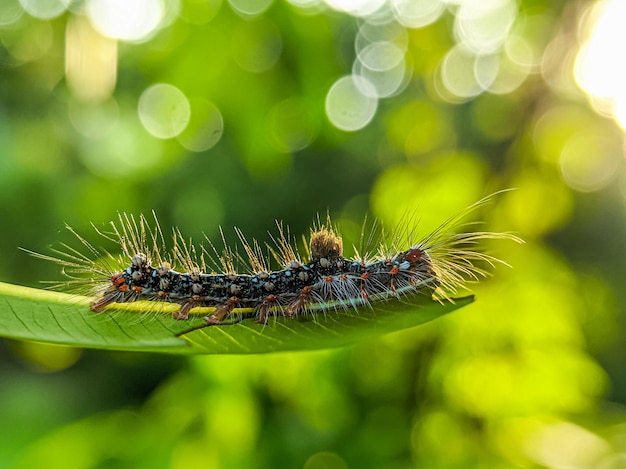 Foto close-up van een insect op een plant