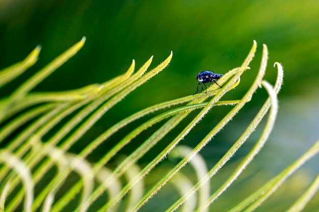 Foto close-up van een insect op een plant