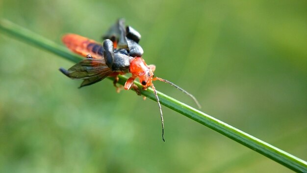 Foto close-up van een insect op een plant