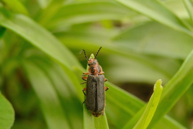 Close-up van een insect op een plant