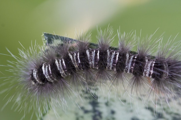 Foto close-up van een insect op een plant