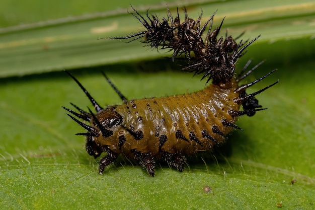 Foto close-up van een insect op een plant