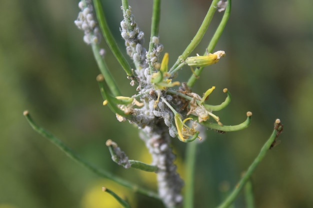 Foto close-up van een insect op een plant