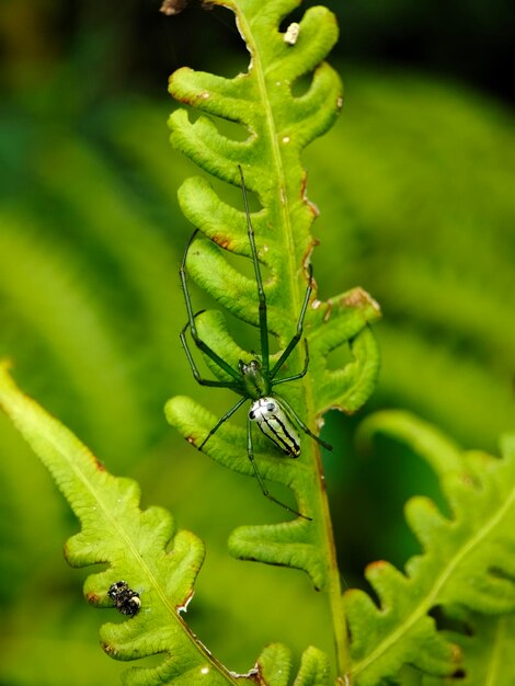 Foto close-up van een insect op een plant