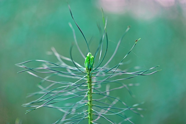 Foto close-up van een insect op een plant