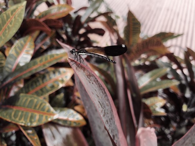 Foto close-up van een insect op een plant