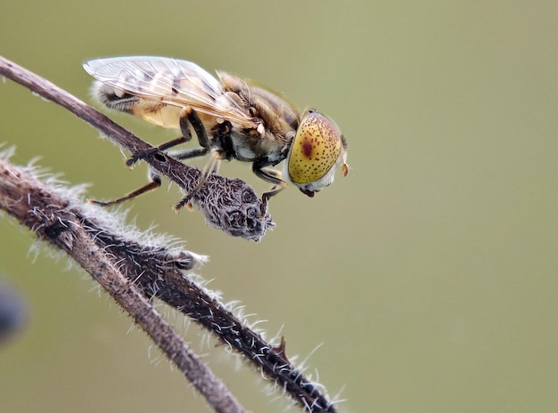 Close-up van een insect op een plant