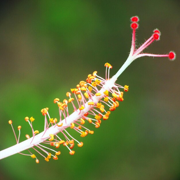 Foto close-up van een insect op een plant