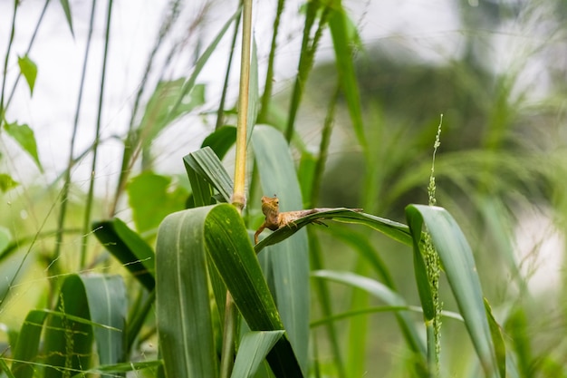 Close-up van een insect op een plant