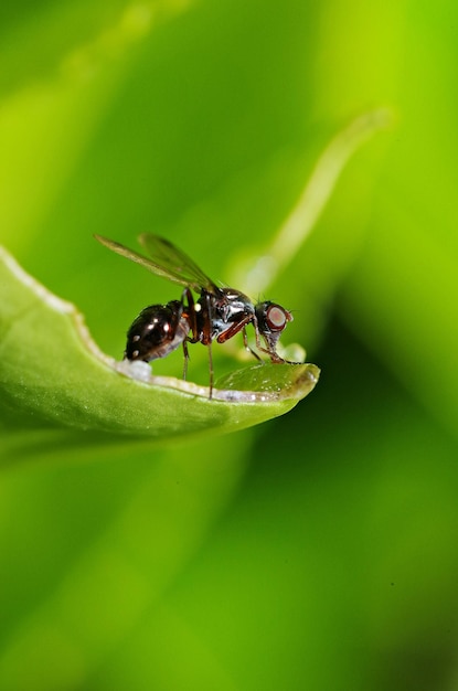 Close-up van een insect op een plant