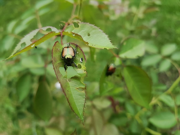 Close-up van een insect op een plant